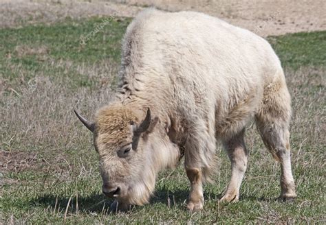 White American Bison — Stock Photo © Jlueders 6528695