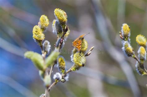A Butterfly Polygonia C Album On Pussy Willow Branches With Catkins