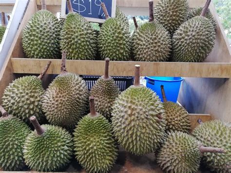Ask The Expert How To Pick And Choose Durians
