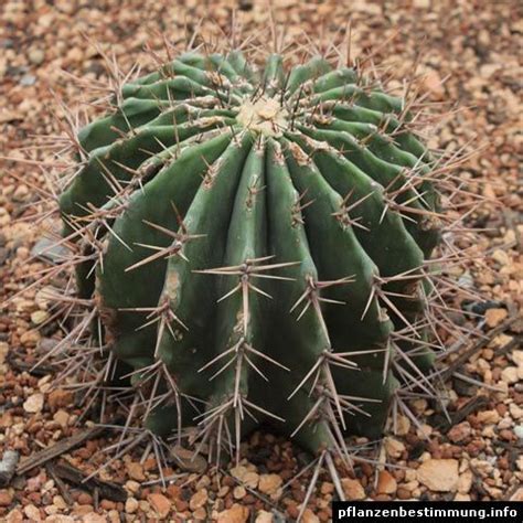 Hanki 33.000 sekunnin old man of the andes arkistovideomateriaali, jonka nopeus on 29.97fps. Cactus y suculentas identificación | Cultivo de suculentas ...