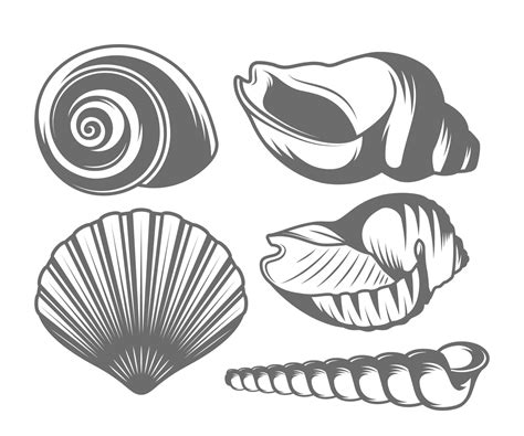 Seashells Icon Set Vector Art At Vecteezy