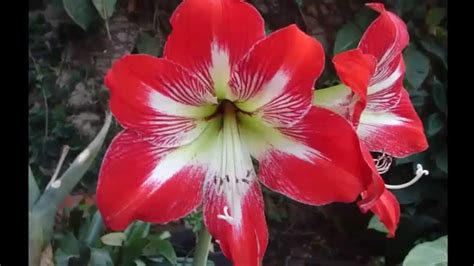 30 Imágenes Bonitas De Flores Hermosas Para Apreciar Y Descargar