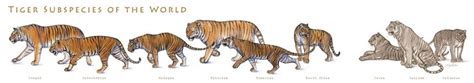 Tiger Subspecies Of The World