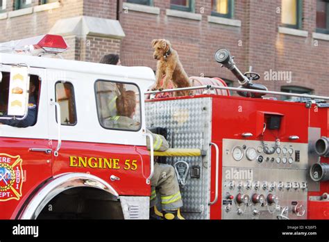 Are Dogs Used In Fire Fighting