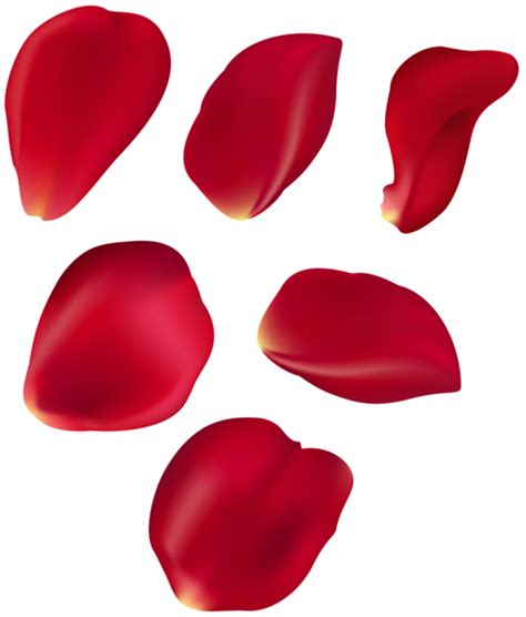 Flower Petals Png Isolated Pic Png Mart