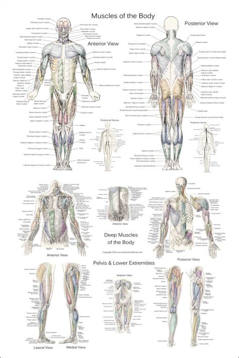 List Of Skeletal Muscles