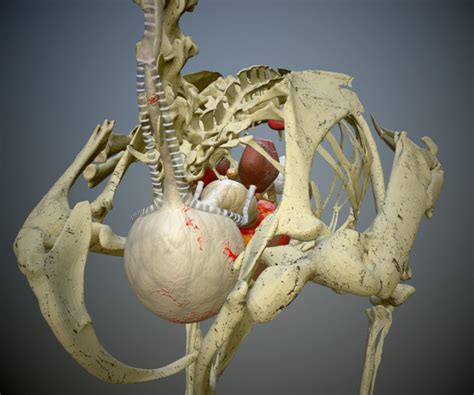 Artstation Anatomic Chicken Skeleton And Organs Resources