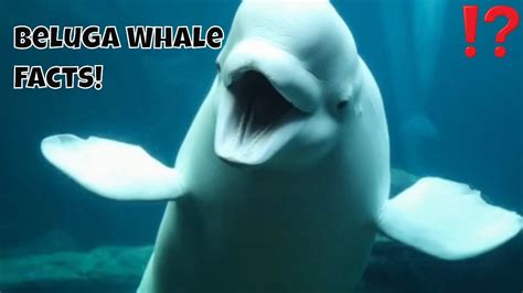 Cutest Marine Animal Beluga Whale Facts Youtube