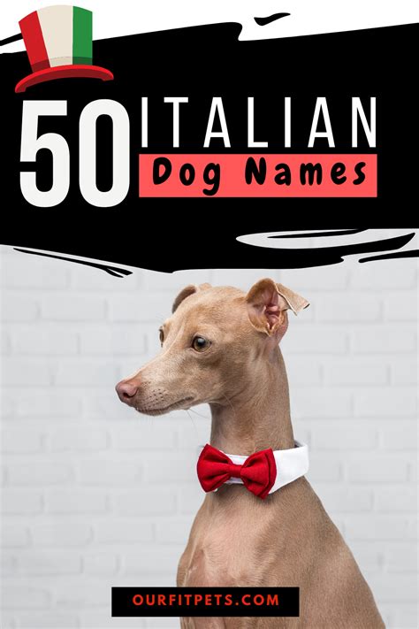 50 Italian Dog Names Our Fit Pets Italian Dogs Dog Names Canine