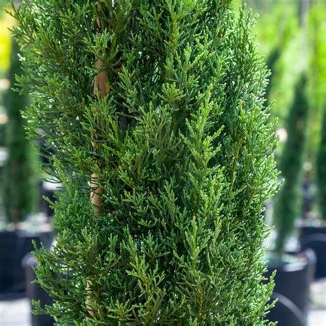 Italian Cypress Privacy Trees For Sale Online Candj Gardening Center