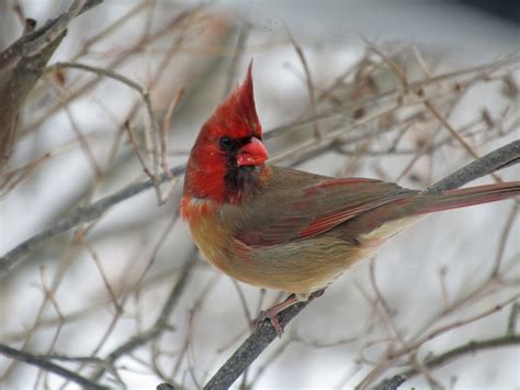 Female Cardinsl Female Cardinal At Feeder With Bird Call подробнее