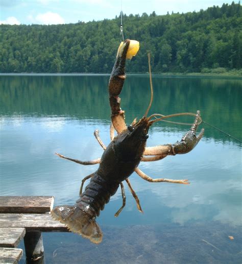 Check udang kara lobster air tawar bertelur ada hasil ke. Inilah Makanan Lobster Air Tawar Agar Cepat Besar | Dewitani