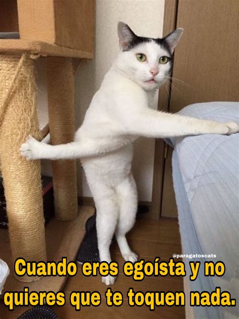 Los Mejores Memes De Gatos Que Hay —— Memes Memesespañol Gatos Cats