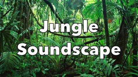 Jungle Soundscape Relaxation Sounds 10 Hours Youtube