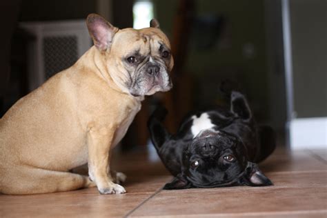 If you've decided to keep a frenchie, you've made a great decision. The Different Types of French Bulldogs - All French Bulldog