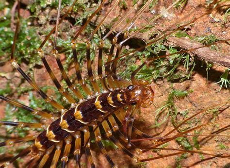 Long Legged Centipede Thereuopoda Longicornis Close Up Flickr
