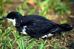 Additionally, maximum vegetation height tended to be greater. Pelagic Seabirds of Hawaii
