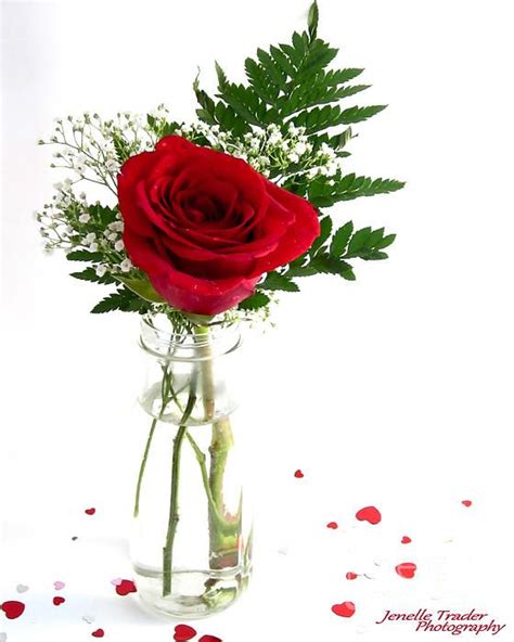 A Simple Image Of A Single Rose Bouquet With A Solid White Background