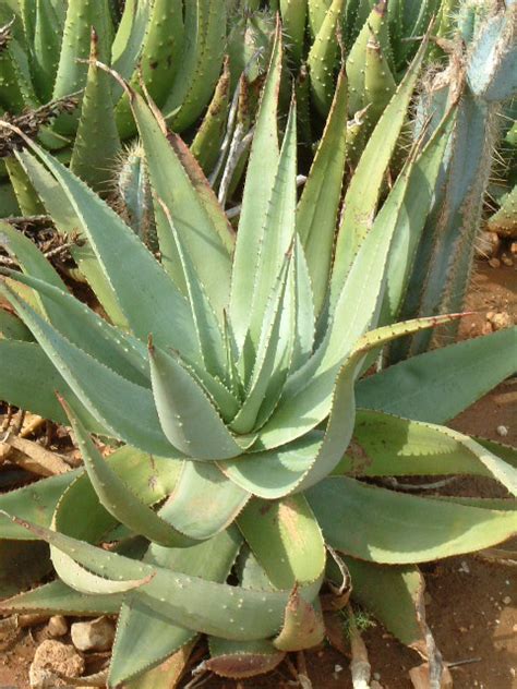 Aloe vera looks like a cactus but it isn't, the aloe vera plant is a member of the lily family which includes garlic and onion, and is a succulent plant species of the genus aloe. Aloe vera - Cactus Toni Moreno