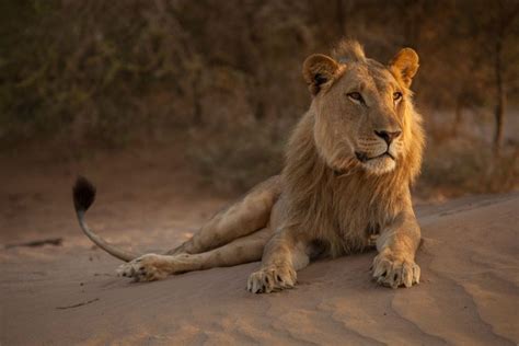 Desert Adapted Lions Killed During Relocation Attempt