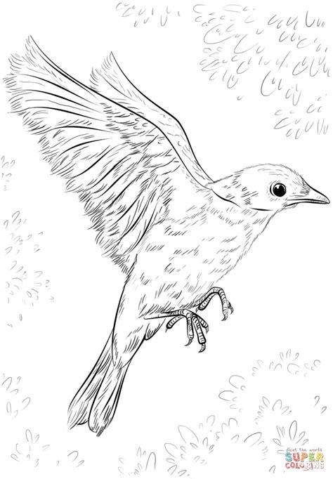 Blue Bird Flying Coloring Page Free Printable Coloring Pages