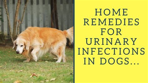 Home Remedies For Urinary Infections In Dogs Youtube