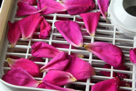 How To Dry Rose Petals 5 Easy Ways Of Drying Rose Petals