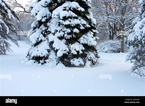 Snow Covered Trees In Wisconsin Stock Photo Alamy