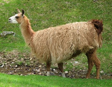 Picture 6 Of 10 Llama Lama Glama Pictures And Images Animals A Z