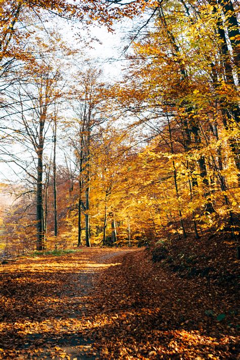 Photo Of Pathway Near Autumn Leaves · Free Stock Photo