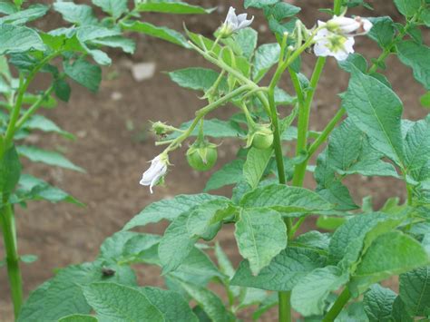 After flowering, potato plants produce small green fruits that contain true seeds. Garden Surprises