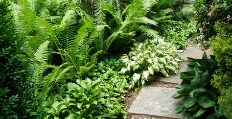 Plant Spotlight Hostas And Ferns English Gardens