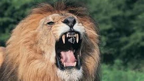 Lions Roar Sound Of A Lion Youtube