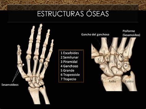 Anatomía De La Muñeca Y Mano Atlas RadiolÓgico Semantic Scholar