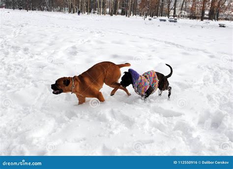 Dos Perros Que Juegan En La Nieve Foto De Archivo Imagen De Nieve
