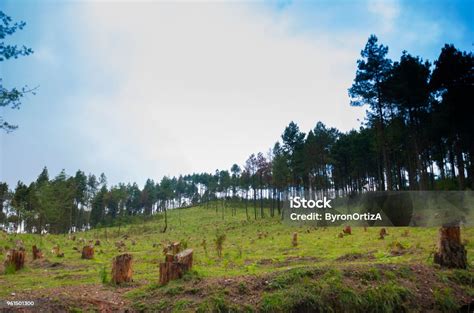 Pine Deforest Cut Down Into A Dry Lifeless Field In Guatemala Stock