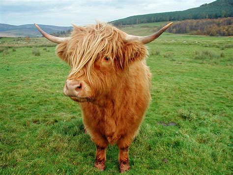 We have compiled for you a large collection of images with different animals. Highland Cattle coloring, Download Highland Cattle ...