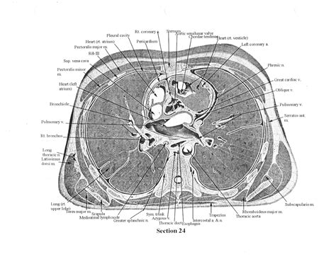 Cross Sectional Human Anatomy