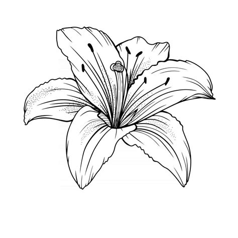Lily Flower Outline Lilies Line Art Line Drawing 3325128 Vector Art At