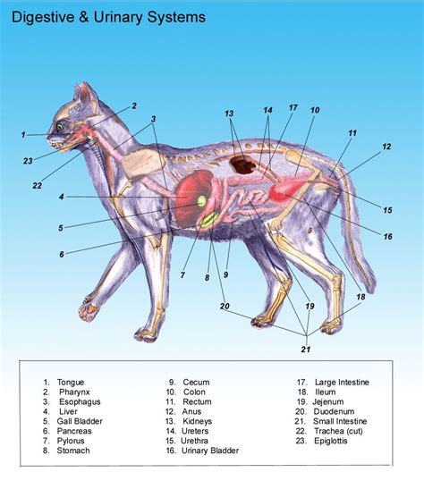 Anatomy Of The Cat Cat Anatomy Dog Anatomy Feline Anatomy