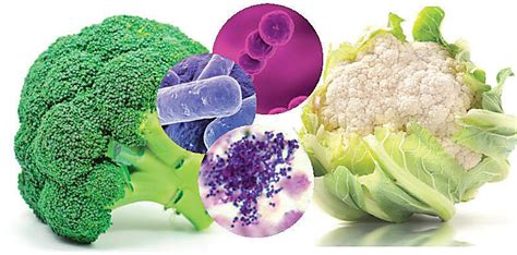 Enfermedades Transmitidas Por Los Alimentos Gastronomia Abc Color