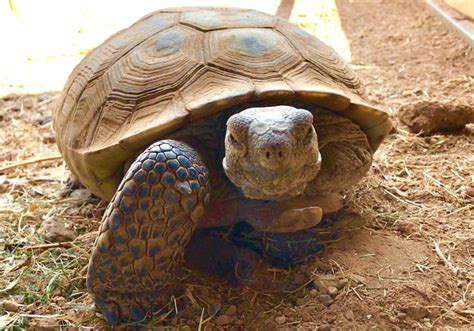 Tortoises Ready For Adoption