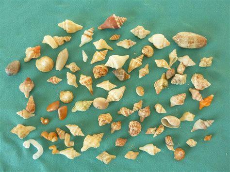 Many Mini Sea Shells I Love Shelling