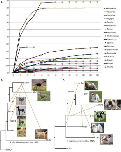 Primer Gran árbol Genealógico De Los Perros Basado En Su Adn