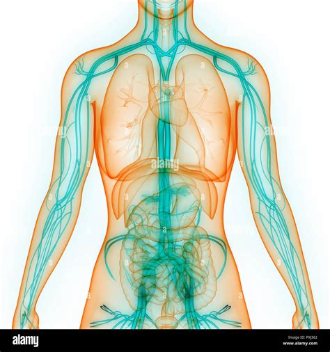 Anatomia Del Sistema Circulatorio Del Cuerpo Humano Stock De Images