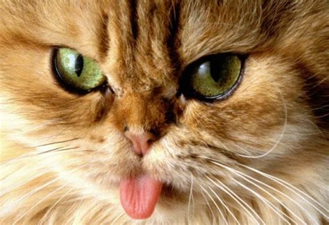 Cat Got Your Tongue 4th October 2014
