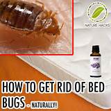Natural Way To Get Rid Of Bed Bugs With