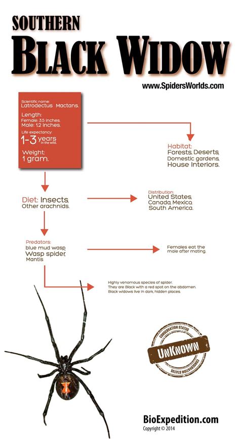 Southern Black Widow Infographic