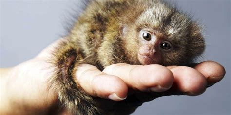 Smallest Animals In The World 15 Tiniest Species Ranked ️