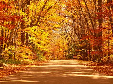 The 5 Best Places In Australia To See Autumn Colours Travel Insider